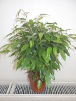 /album/pokojovky1/ficus-benjamina-jpg/
